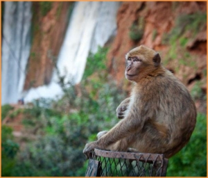 private day excursion from Marrakech to Ouzoud waterfalls,adventure Marrakech day trip to Atlas